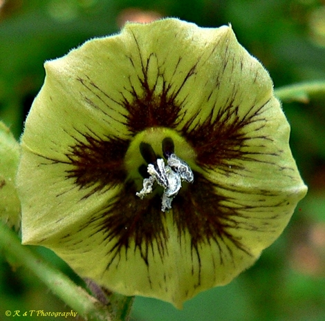 {Physalis virginiana}